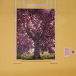Reportage photographique club photo lamoralaye de l'exposition "arbres remarquables" par Joss Blanchard Joss Blanchard 59"
