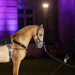 "Des performances équestres éblouissantes à Lamorlaye lors de la Fête du Cheval, célébrant l'élégance des chevaux et la convivialité.""
