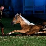Fête du cheval à Lamorlaye  2024  Club de photographie de Lamorlaye"